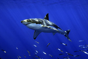 shark week