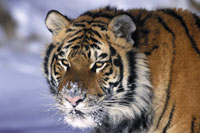 wild china