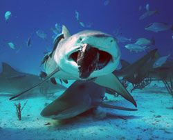 shark-week-2