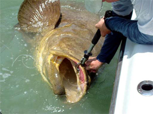 flying-carp