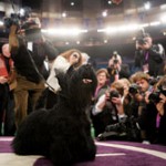Where to watch the 135th Westminster Kennel Club Dog Show
