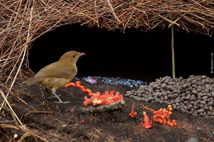 The Bowerbird