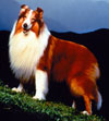 dogs_lassie