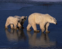 planetEarth215
