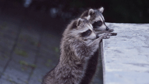 raccoon