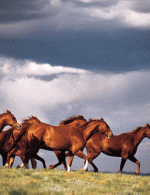 NGC’s “Untamed Americas” takes a walk on the wild side