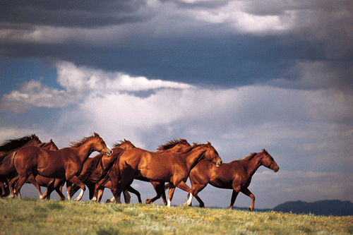 Untamed-Americas
