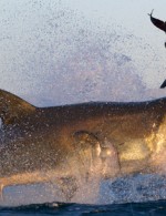 Discovery Channel’s Shark Week turns 25