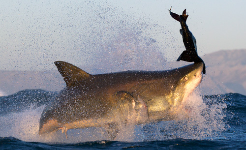shark-week1