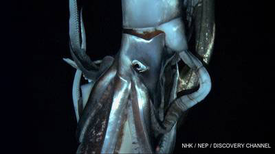 squid