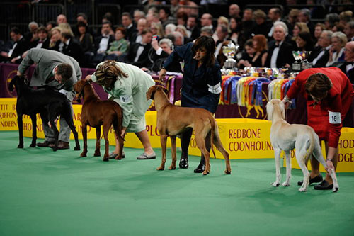 westminster-dog-show