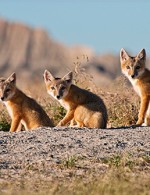 Discovery premieres first independently produced landmark natural history series, “North America”